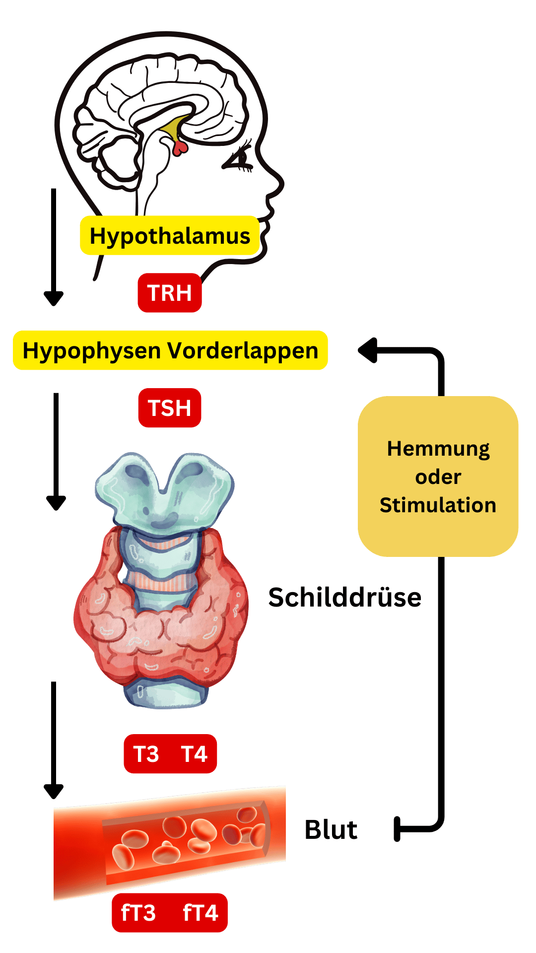 Schilddrüsen Regelkreis
